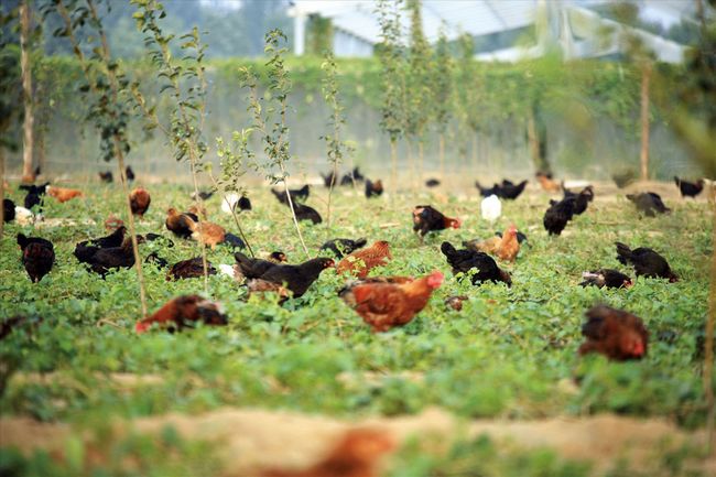 Manure treatment equipment for 100,000 layer farms