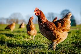 How to use poultry waste to make granular fertilizer?