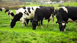 How to produce cow dung organic fertilizer to sell?